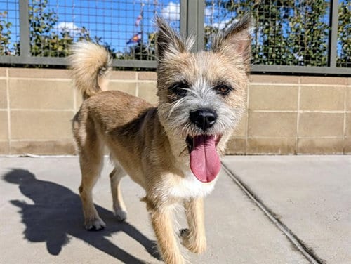 Photo of Scotty, adoptable Terrier in Denver, Colorado