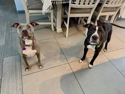 Photo of Rockwell & Sterling, adoptable Pit Bull Terrier in Las Vegas, Nevada