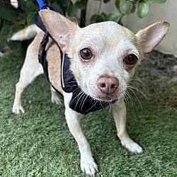 Photo of Chico, adoptable Chihuahua in Bell Gardens, California