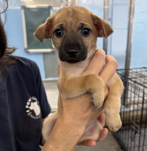 Photo of Oliver, adoptable Chihuahua in Sedalia, Colorado