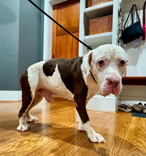 Photo of Colonel, adoptable Basset Hound in Germantown, Ohio