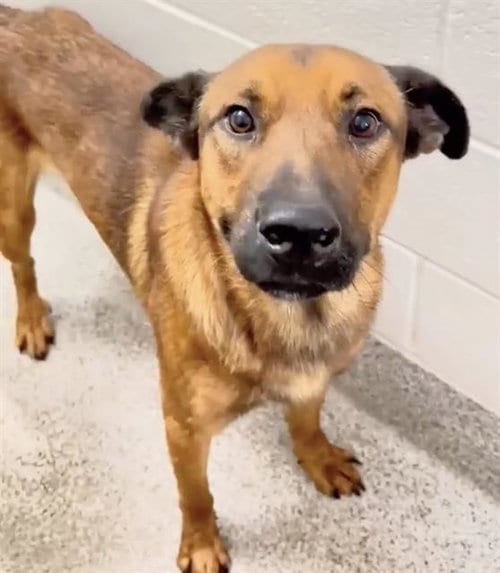 Photo of Brock, adoptable Black Mouth Cur in Houston, Texas