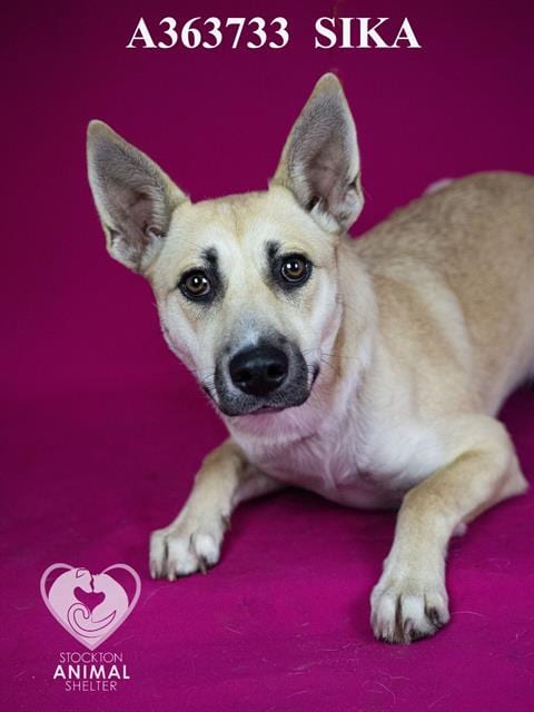 Photo of Sika, adoptable German Shepherd Dog in Stockton, California