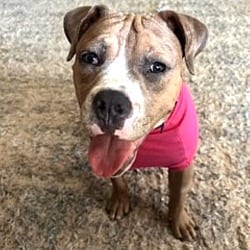 Photo of Winnie, adoptable Boxer in White Plains, New York