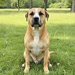 Photo of Watts, adoptable Boxer Mixed Breed (Medium) in Pittsfield, Illinois