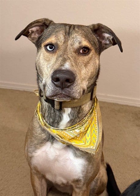 Photo of Maverick, adoptable Catahoula Leopard Dog in Fairbanks, Alaska