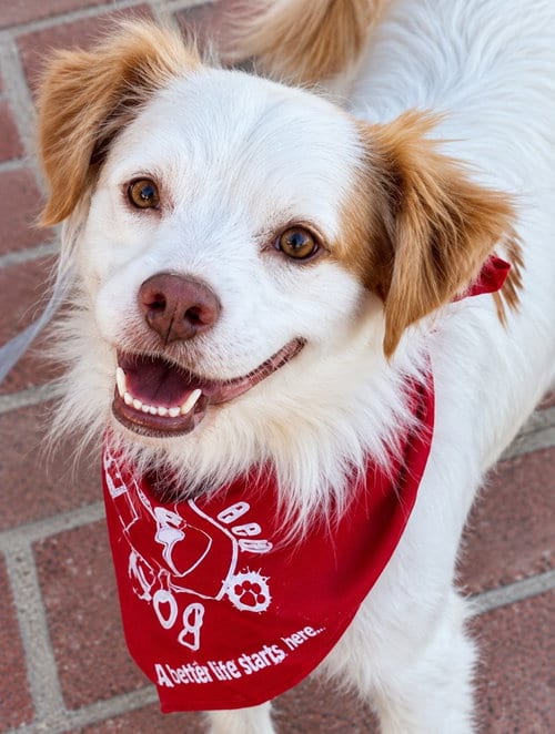 Photo of Ringo - Adopt Me, adoptable Terrier in Lake Forest, California