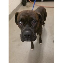 Photo of Blue, adoptable Briard in Doral, Florida