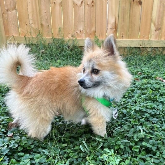 Photo of Barnaby, adoptable Pomeranian in Normal, Illinois