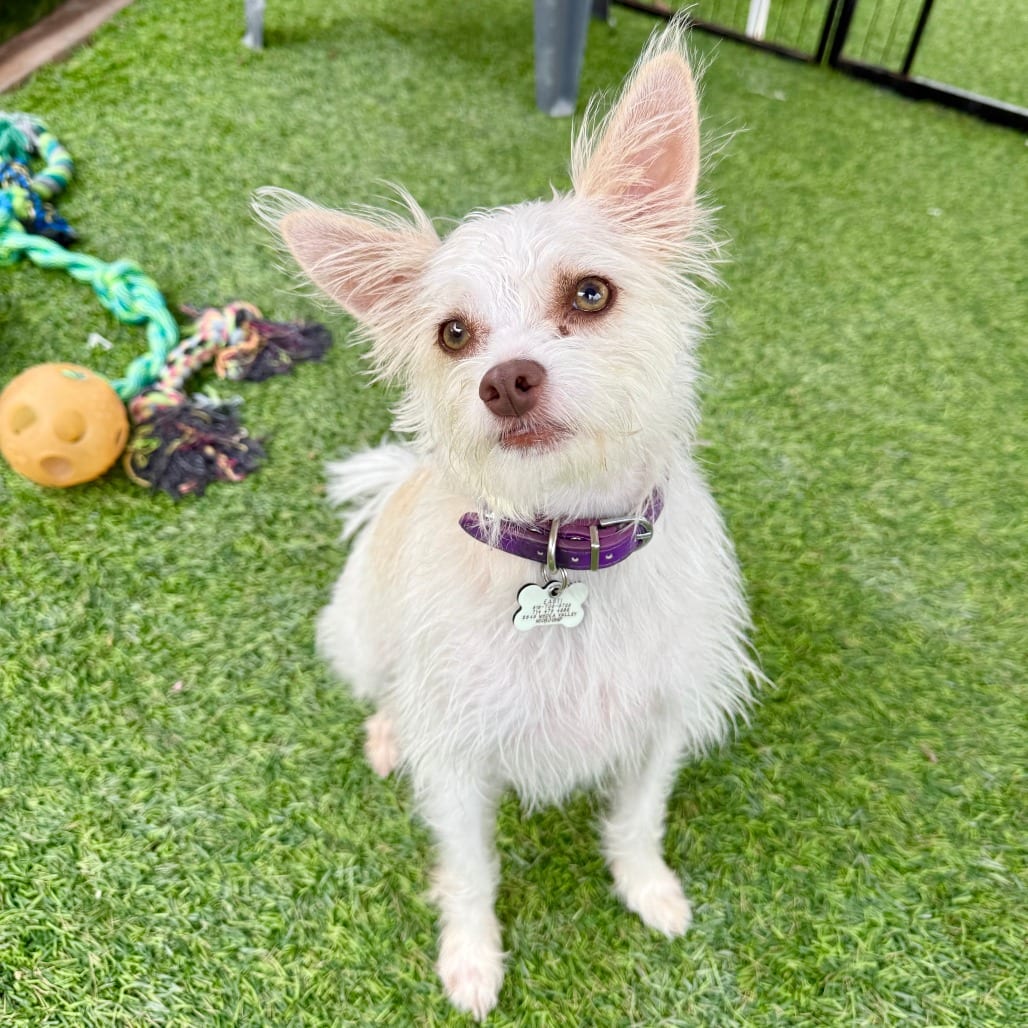 Photo of Easti, adoptable Terrier in Agoura Hills, California