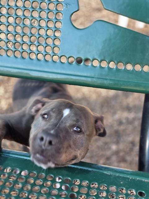 Photo of Dobby, adoptable American Pit Bull Terrier in Albuquerque, New Mexico