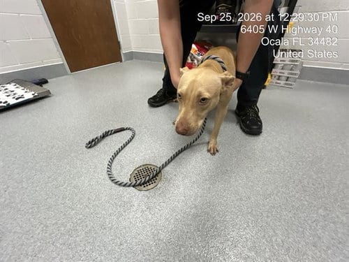 Photo of Cappuccino, adoptable American Pit Bull Terrier in Ocala, Florida