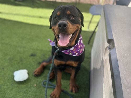 Photo of Mack, adoptable Rottweiler in Phoenix, Arizona