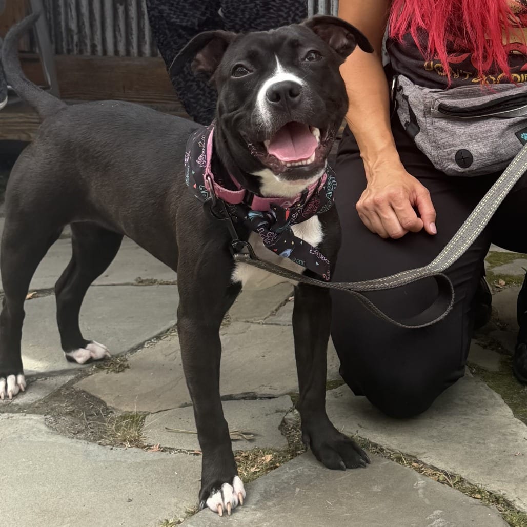 Photo of Roxy, adoptable Terrier, American Staffordshire in Maryland, Maryland