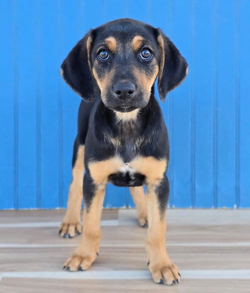 Photo of Elsa, adoptable Hound in Sedalia, Colorado