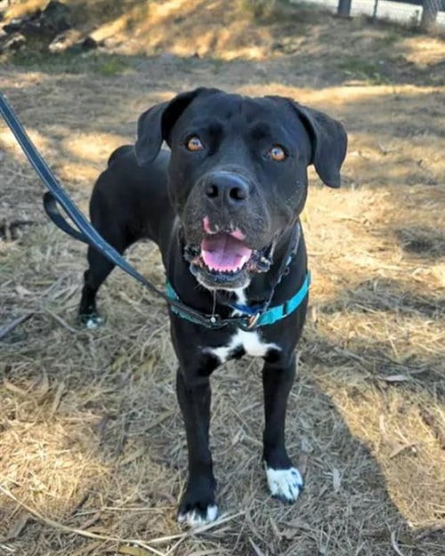 Photo of Skunk, adoptable Cane Corso Mastiff in Chula Vista, California