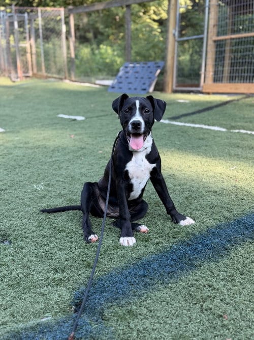 Photo of Astrid, adoptable Pit Bull Terrier in Lovingston, Virginia
