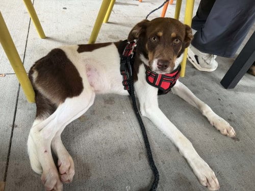 Photo of Obie, adoptable Australian Shepherd in Charlotte, North Carolina