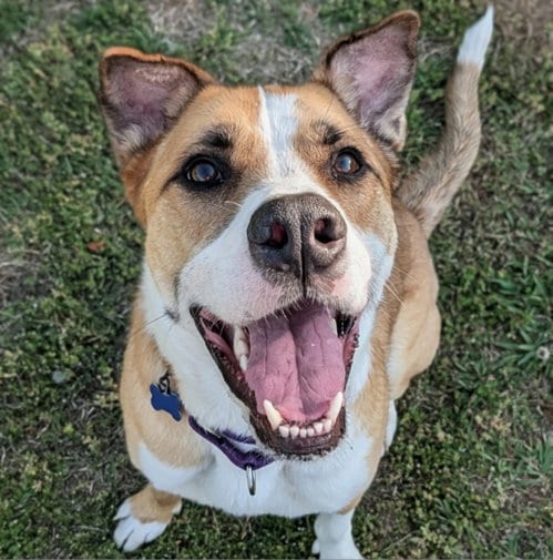 Photo of Lucky Jackson, adoptable Hound in Roswell, Georgia