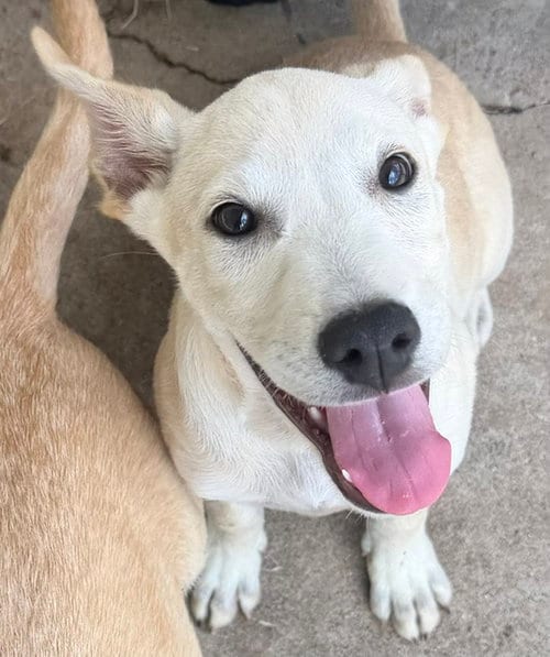 Photo of Lightning, adoptable Labrador Retriever in Carrollton, Georgia