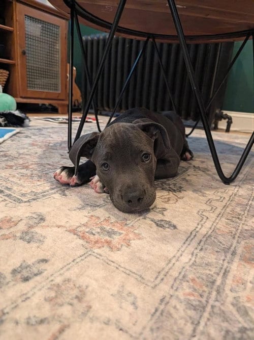 Photo of Spud (corso crew 2026), adoptable Pit Bull Terrier in Wenonah, New Jersey