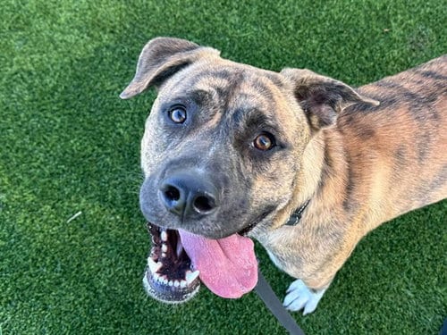 Photo of Guppy, adoptable Pit Bull Terrier in Martinez, California