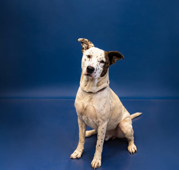 Photo of Huxley, adoptable Pit Bull cross in Lawrenceville, Georgia