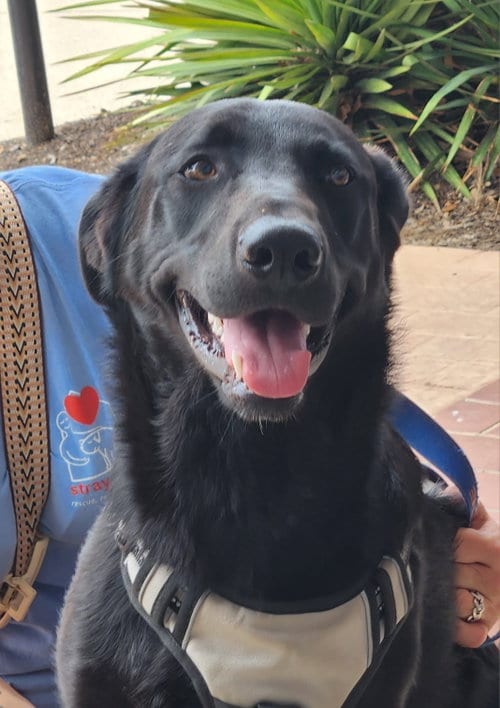 Photo of Tootsie, adoptable German Shepherd Dog in Gun Barrel City, Texas