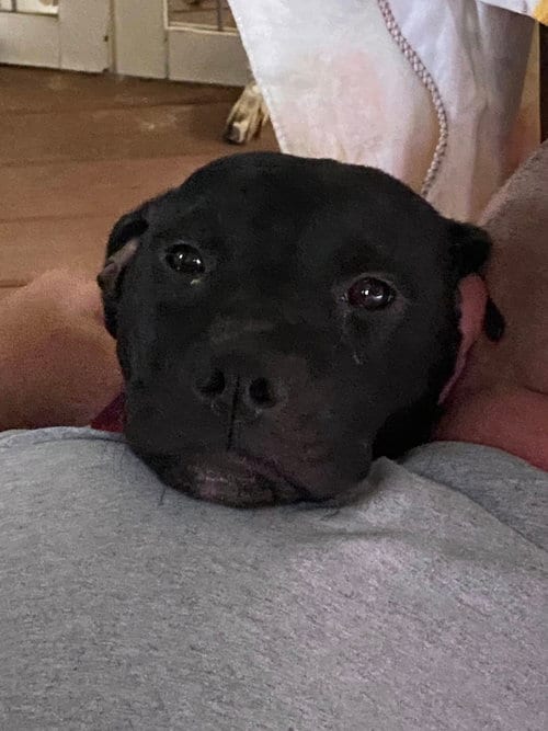 Photo of Cinderella - Lost More Than a Lost Slipper, adoptable Black Labrador Retriever in Atlanta, Georgia