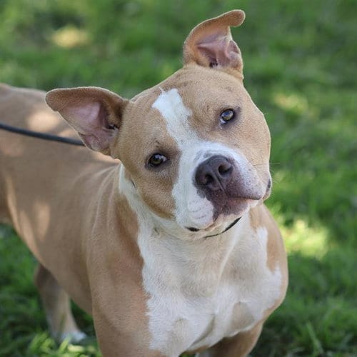 Photo of Pancake, adoptable Staffordshire Bull Terrier in Modesto, California