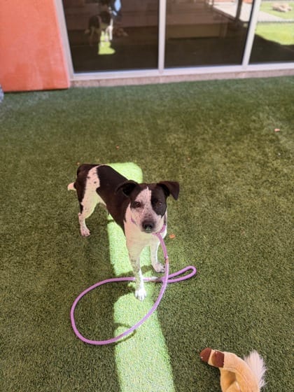 Photo of Bonnie, adoptable American Blue Heeler/Mix in Farmington, New Mexico