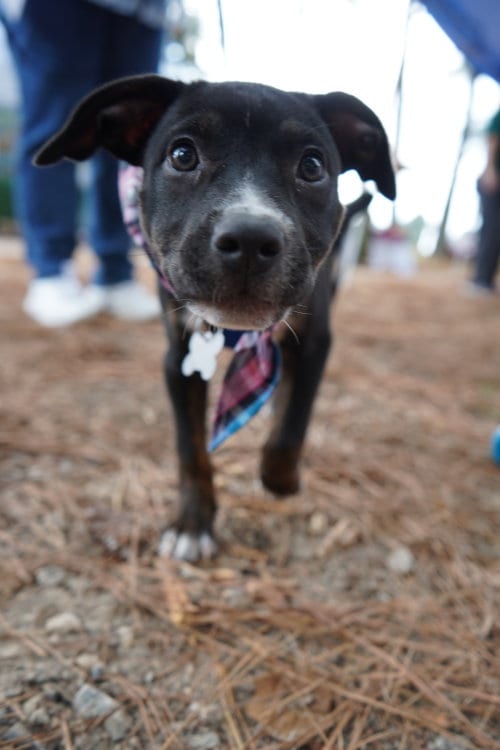 Photo of Sierra- Brynns litter, adoptable American Staffordshire Terrier in Holly Springs, North Carolina