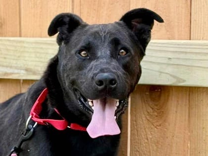 Photo of Athena, adoptable dog in Georgetown, Texas