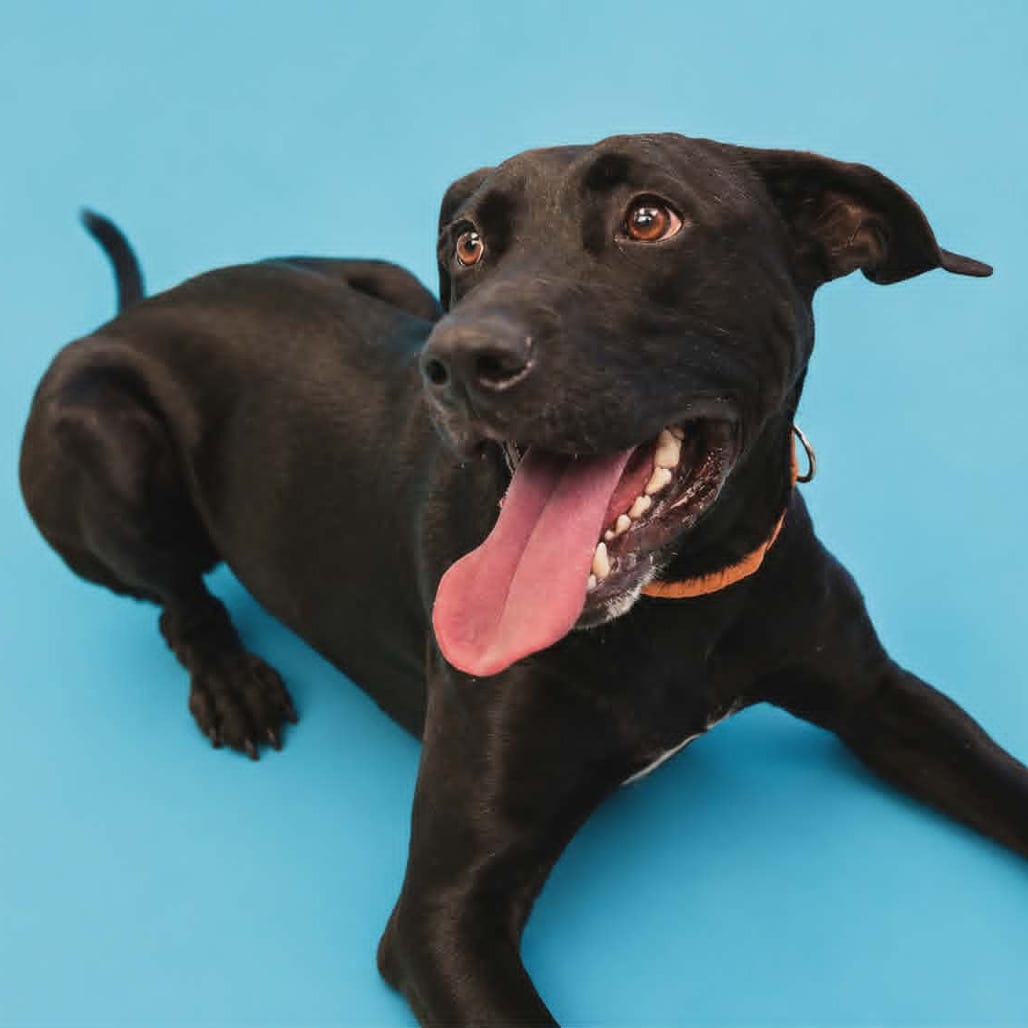 Photo of Deacon, adoptable Retriever, Black Labrador / Mixed Breed (Large) in Monticello, Iowa