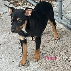 Photo of Frack, adoptable Shepherd (Unknown Type) in Norfolk, Massachusetts
