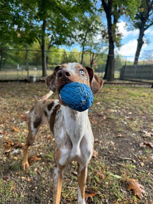 Photo of Ziggy, adoptable Catahoula Leopard Dog in Willingboro, New Jersey