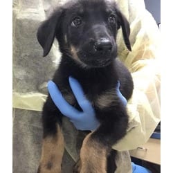 Photo of Skelly, adoptable German Shepherd Dog in Jurupa Valley, California