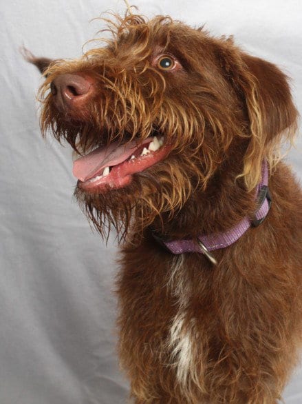 Photo of Sky Canela, adoptable German Wirehaired Pointer in Burbank, California