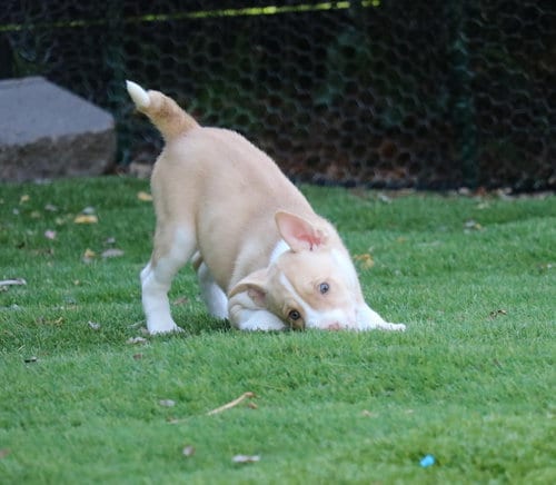 Photo of Hope, adoptable Husky in San Diego, California