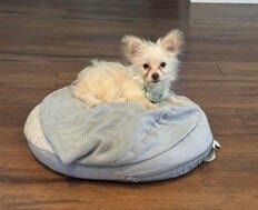 Photo of Honey Bun, adoptable Chihuahua in Springdale, Pennsylvania