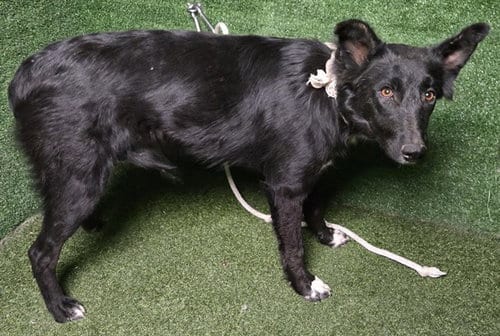 Photo of Kirby, adoptable Border Collie in Lancaster, California