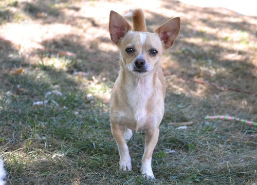 Photo of Paco, adoptable Chihuahua in Florence, Kentucky