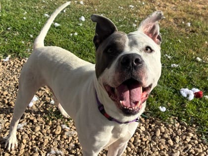 Photo of Joe Jonas, adoptable dog in Georgetown, Texas