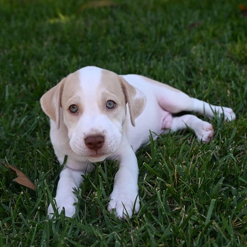 Photo of Kash, adoptable Unknown breed in Rancho Santa Fe, California