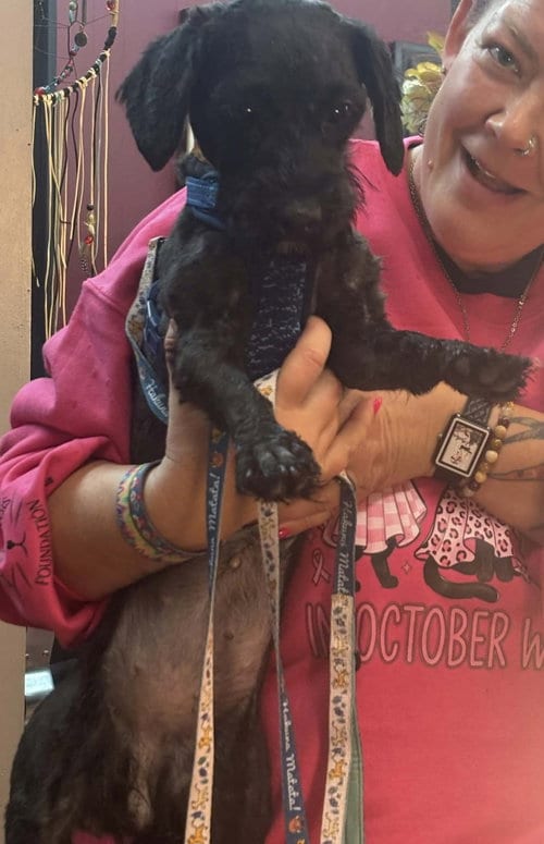 Photo of Zinny, adoptable Poodle (Miniature) in Hinckley, Illinois