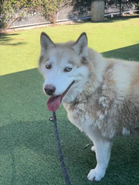 Photo of Oakley, adoptable Siberian Husky in Van Nuys, California