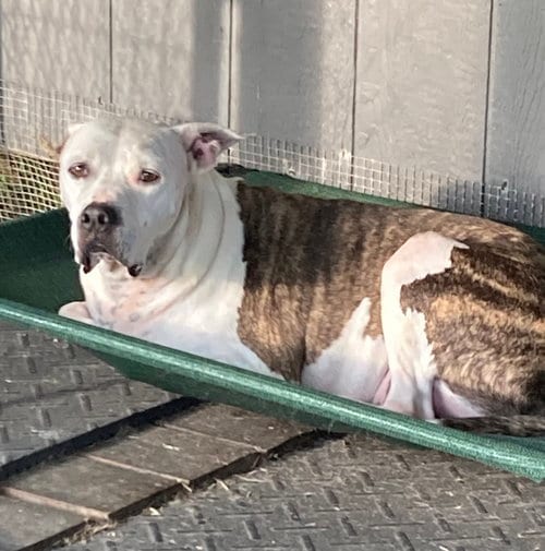 Photo of Duck (in foster), adoptable American Bulldog in Pottstown, Pennsylvania