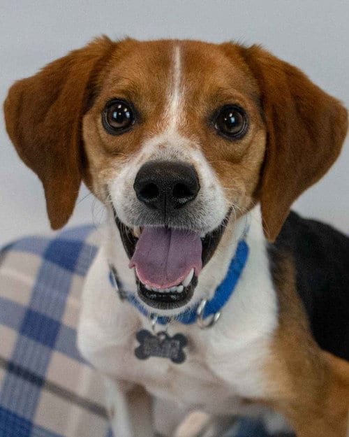 Photo of Tyrone, adoptable Beagle in Kennesaw, Georgia