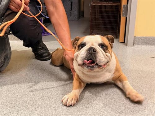 Photo of Subs, adoptable Bulldog in Orange, California