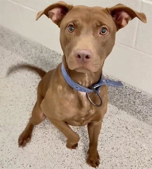 Photo of Sassy, adoptable Labrador Retriever in Houston, Texas